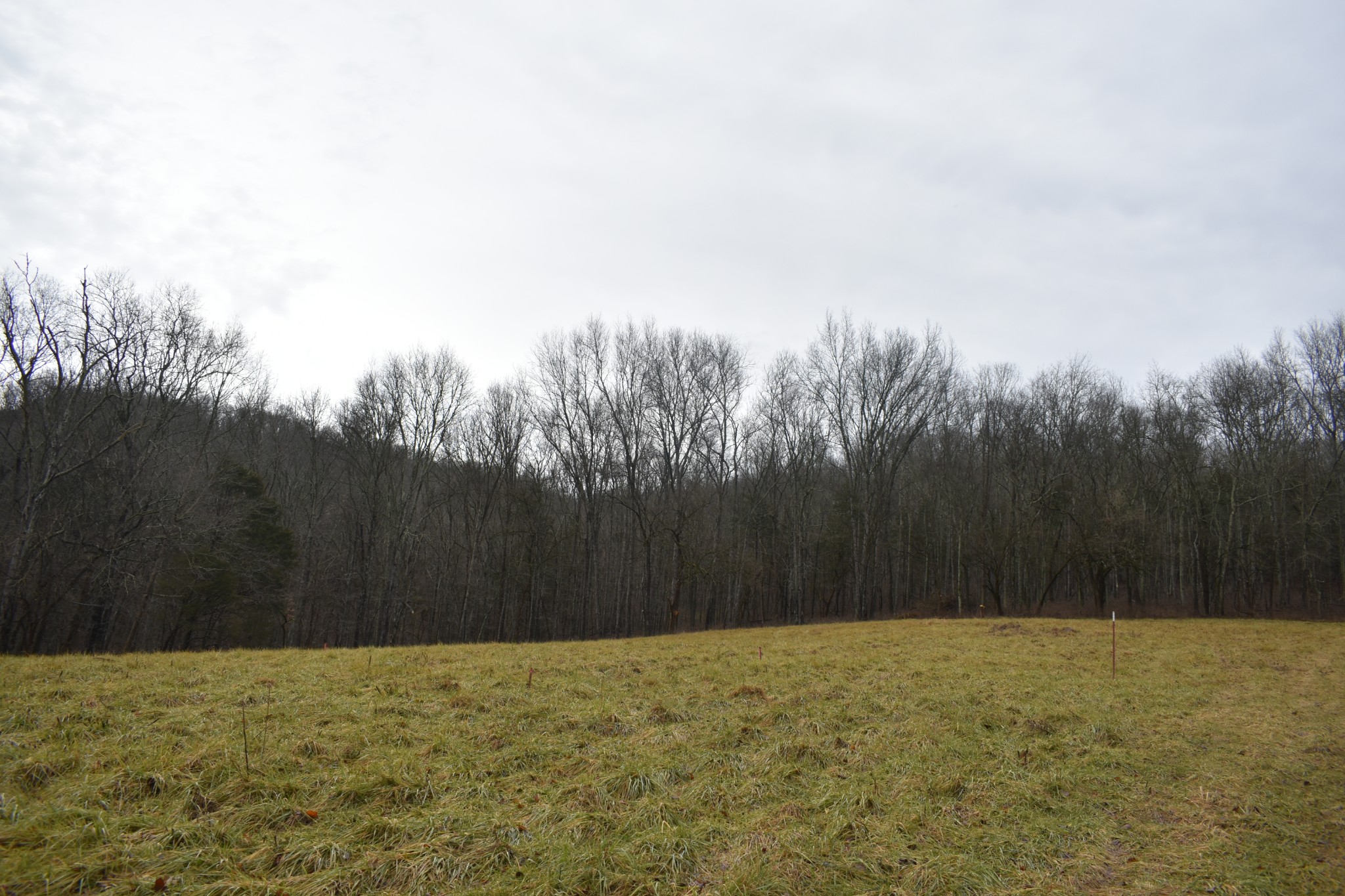 0 Dyer Branch Road Gordonsville, TN 38563 - Photo 5 of 9 a view of a yard