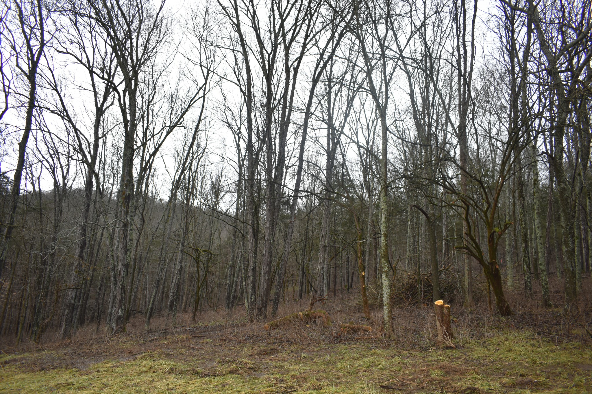 0 Dyer Branch Road Gordonsville, TN 38563 - Photo 6 of 9 a view of backyard with large trees