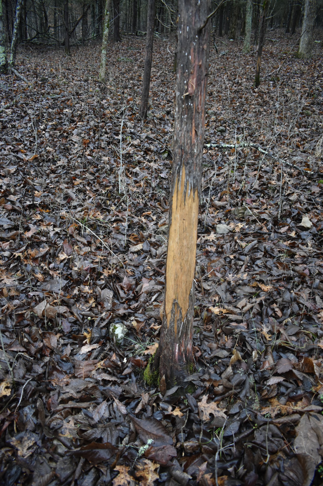 0 Dyer Branch Road Gordonsville, TN 38563 - Photo 8 of 9 a view of a pathway with a tree