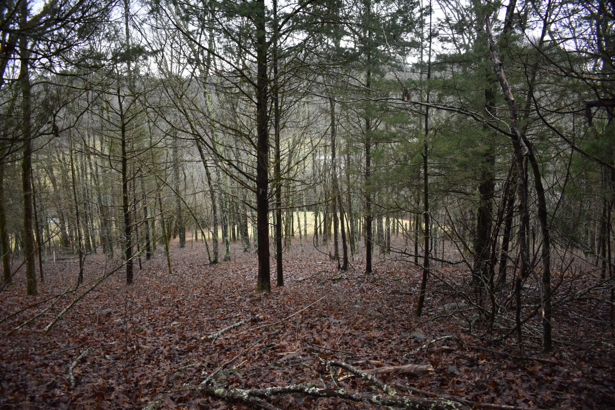 0 Dyer Branch Road Gordonsville, TN 38563 - Photo 9 of 9 a view of covered with trees