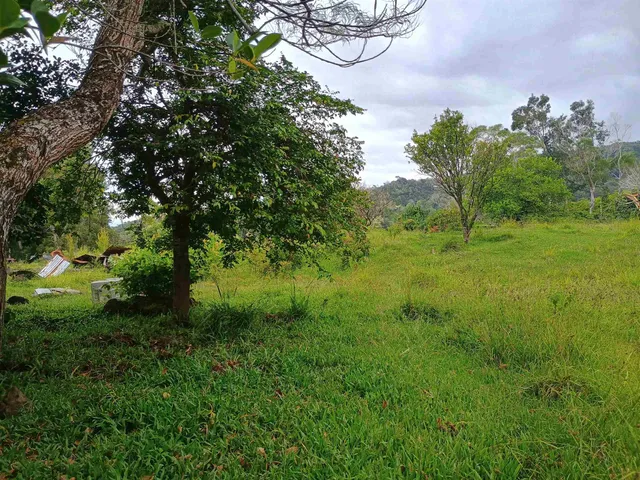 a view of a lush green space