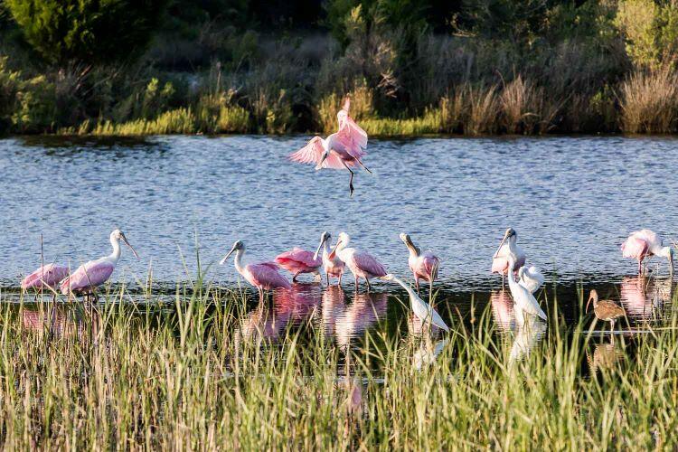 2530 Helmsman Road Johns Island, SC 29455 - Photo 54 of 60 KiawahRiverSpoonbills