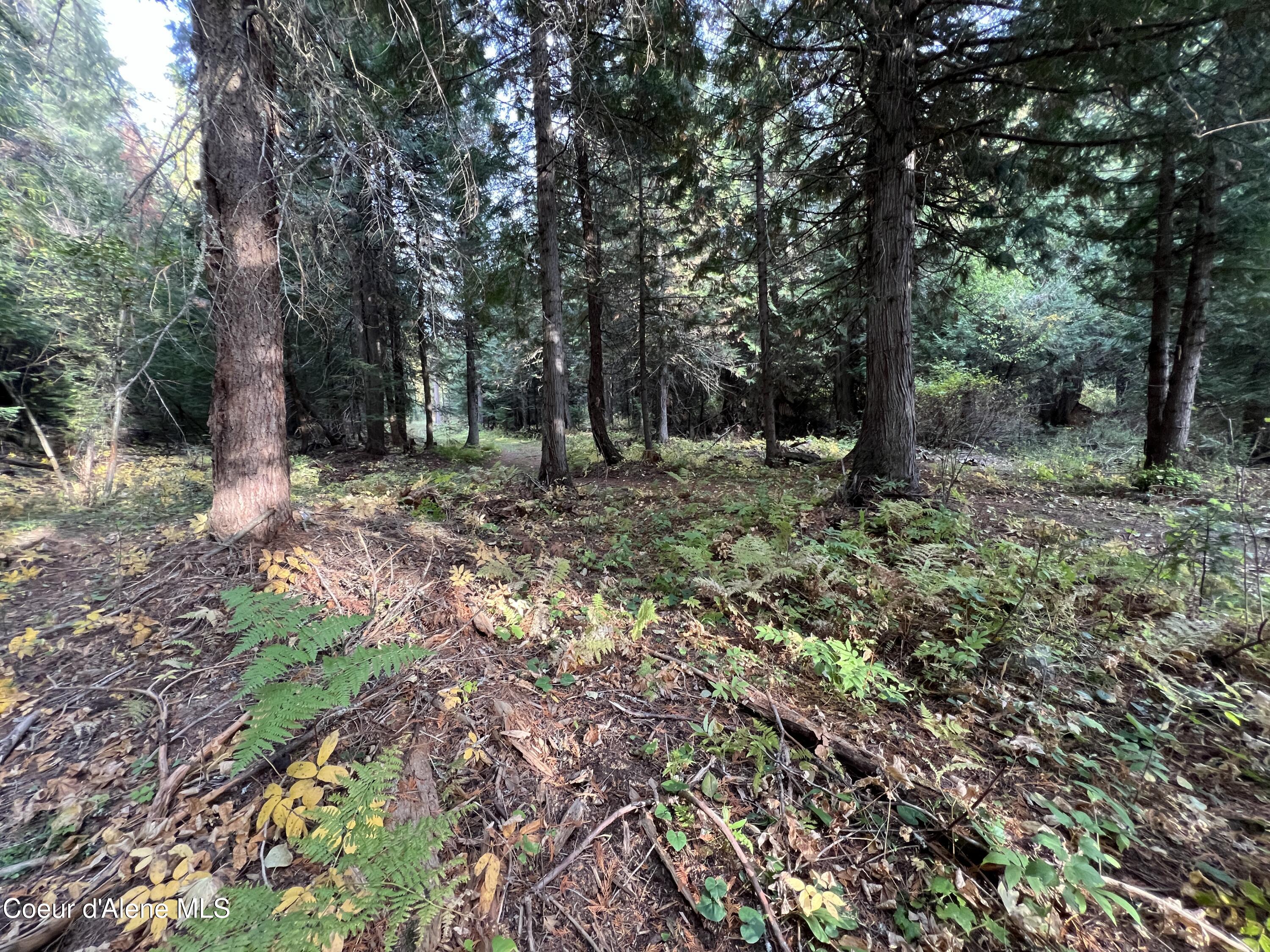 3507 Bear Creek Road Kingston, ID 83839 - Photo 6 of 11 6