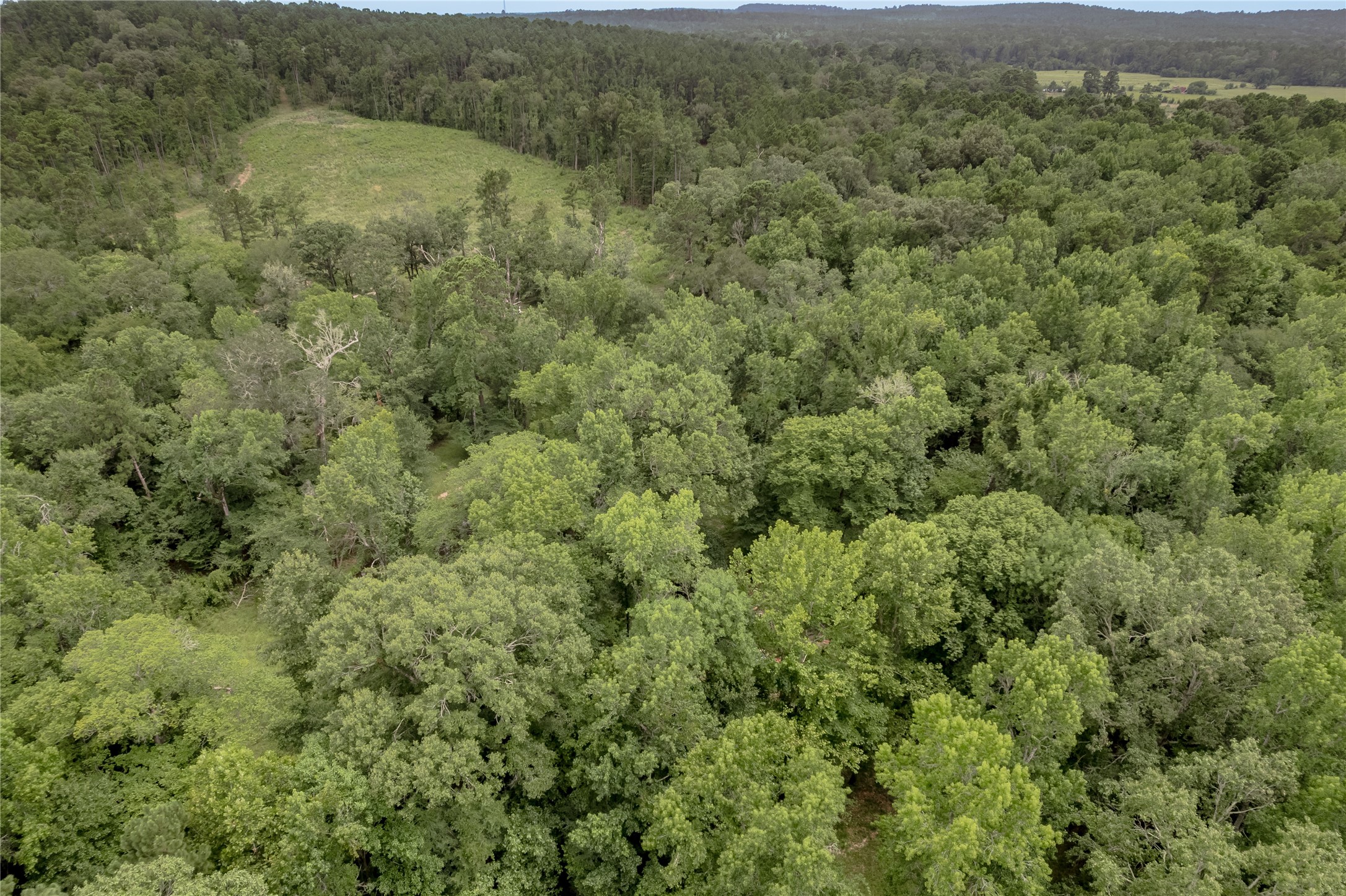 438 Cody Road Trinity, TX 75862 - Photo 30 of 50 Lush forested area with dense green tree coverage, offering a secluded and natural setting. Ideal for those seeking privacy and a connection to nature.