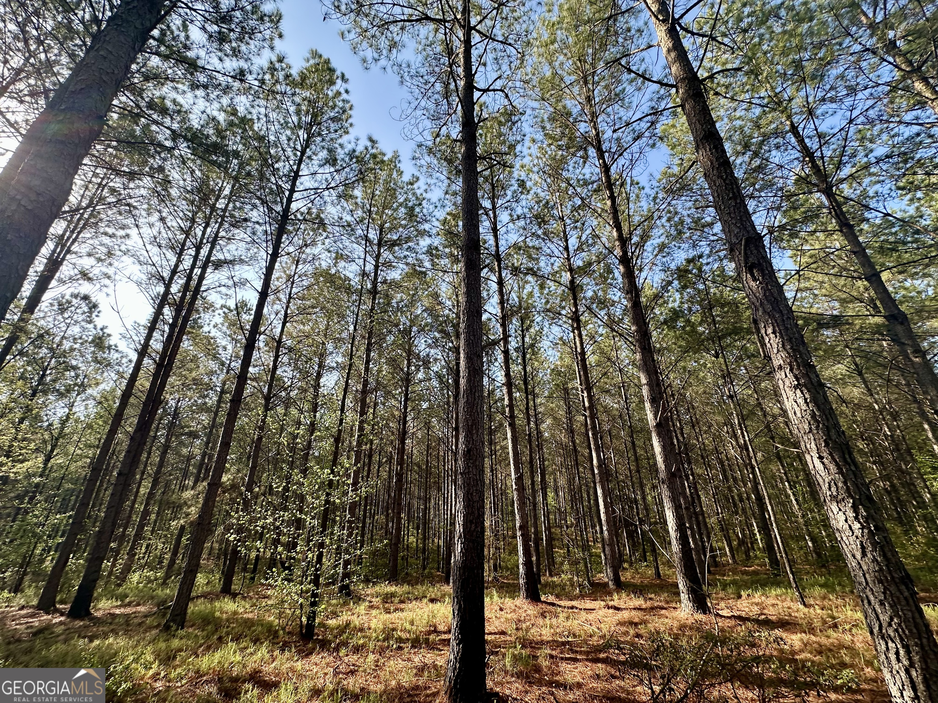 0 J W Dunn Road Warm Springs, GA 31830 - Photo 2 of 11 a view of a forest