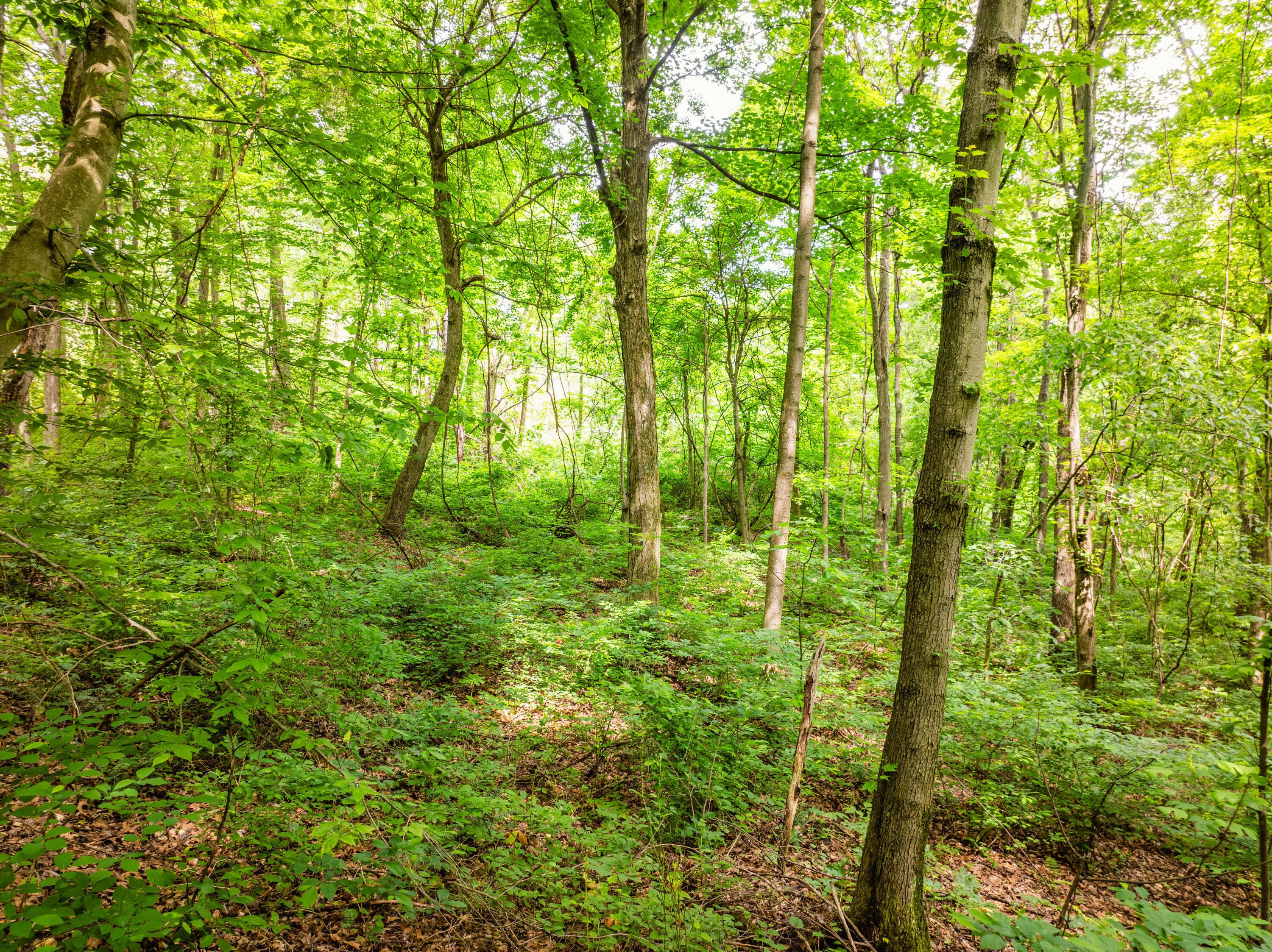 5674 Pleasant Valley Road Nashport, OH 43830 - Photo 59 of 60