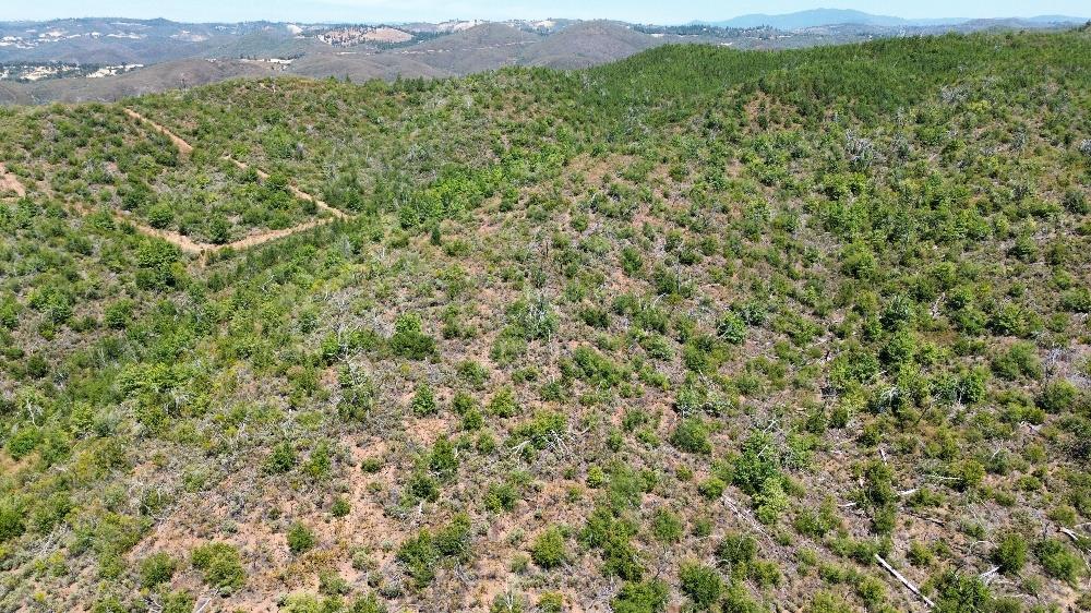 8519 Maranatha Lane Mountain Ranch, CA 95246 - Photo 4 of 9 a view of a lush green field with a tree in the background