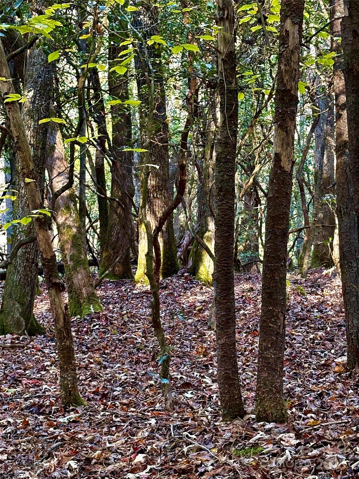 999 Old Spring Road Brevard, NC 28712 - Photo 5 of 15