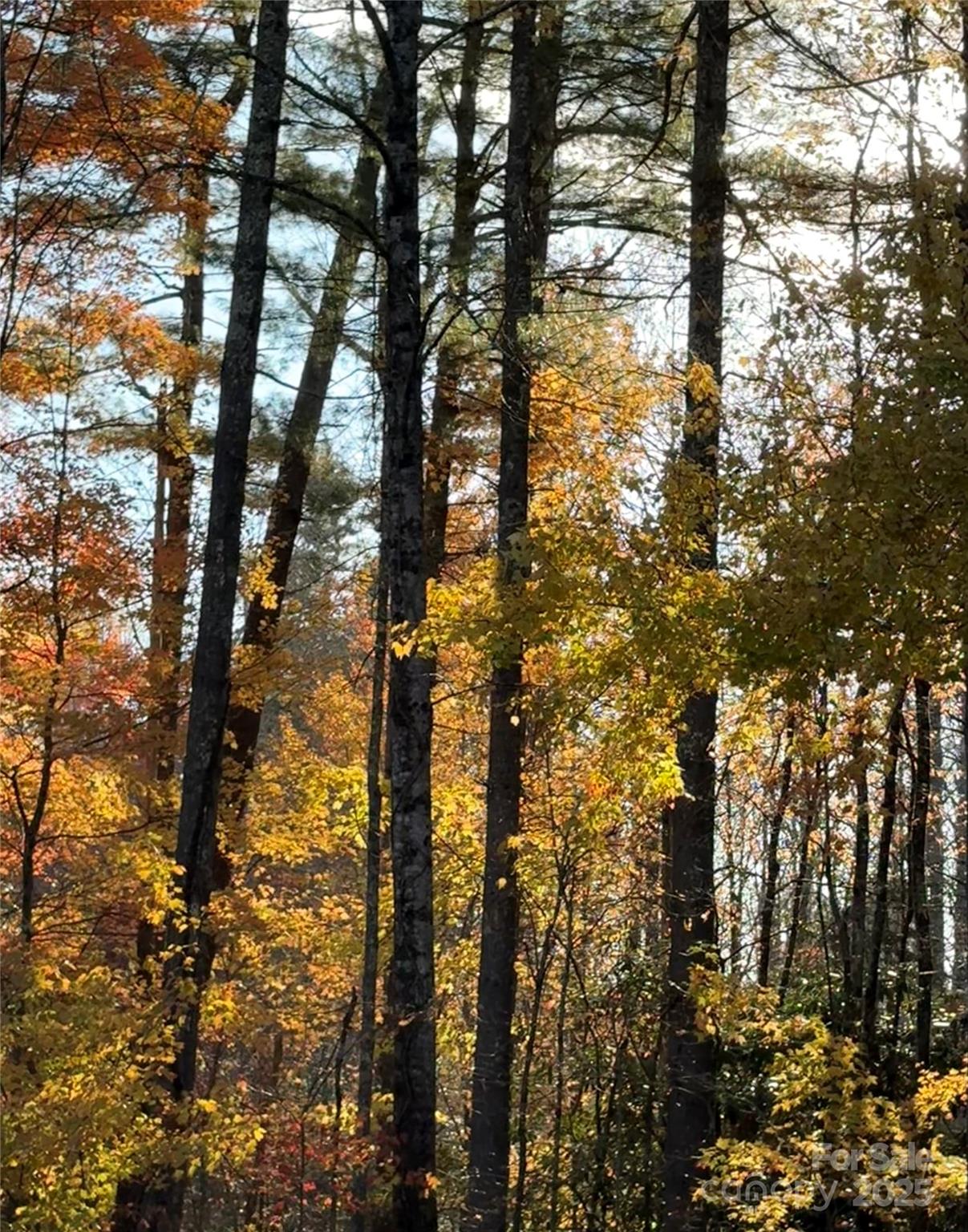 999 Old Spring Road Brevard, NC 28712 - Photo 6 of 15