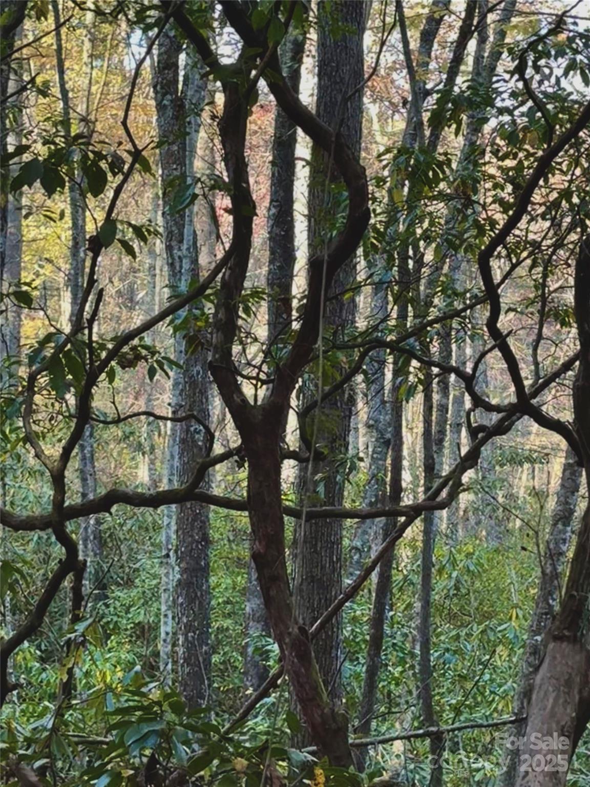 999 Old Spring Road Brevard, NC 28712 - Photo 7 of 15
