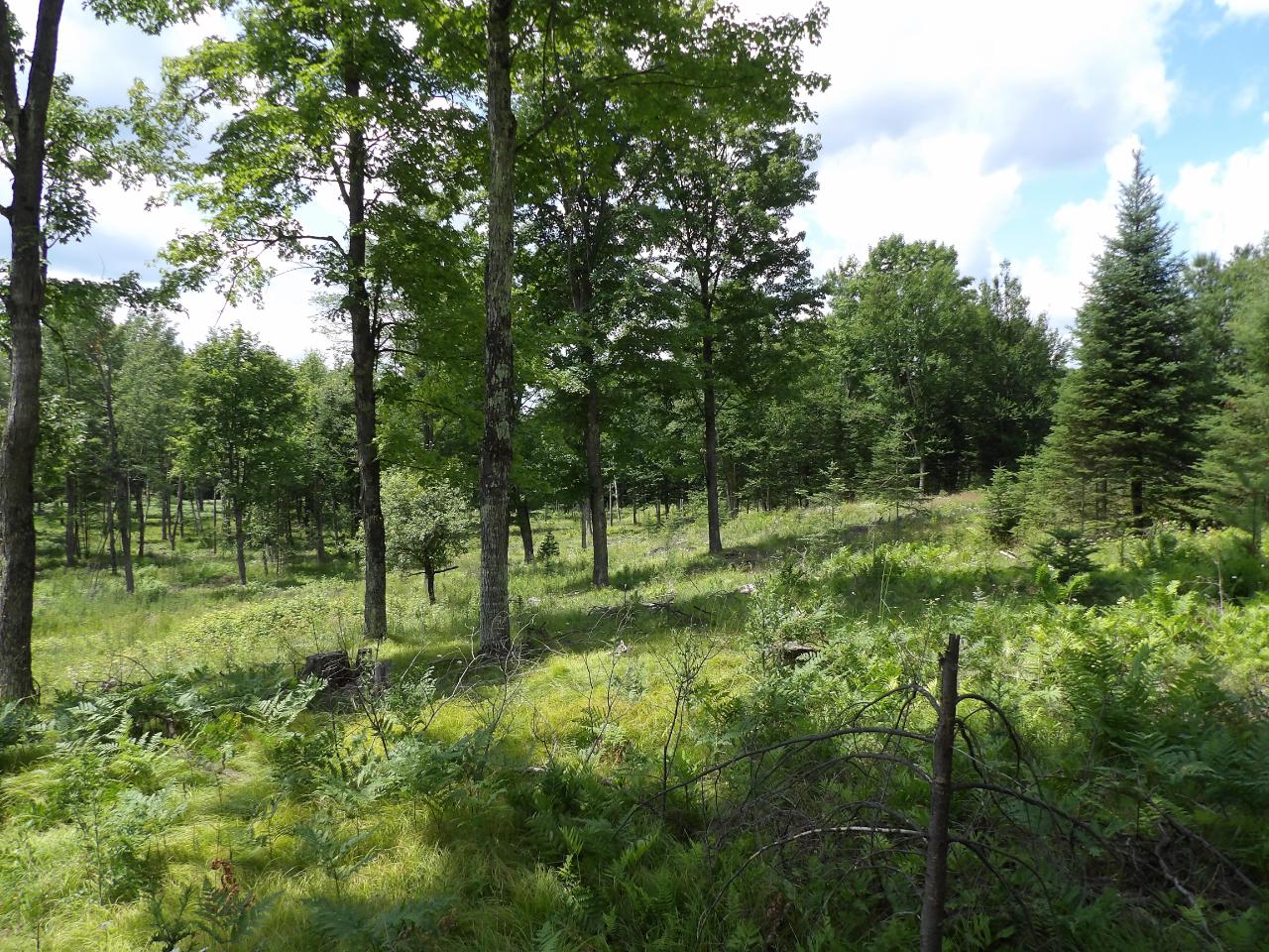 W3230 Block Road Tomahawk, WI 54487 - Photo 41 of 45 Gallery Image 41