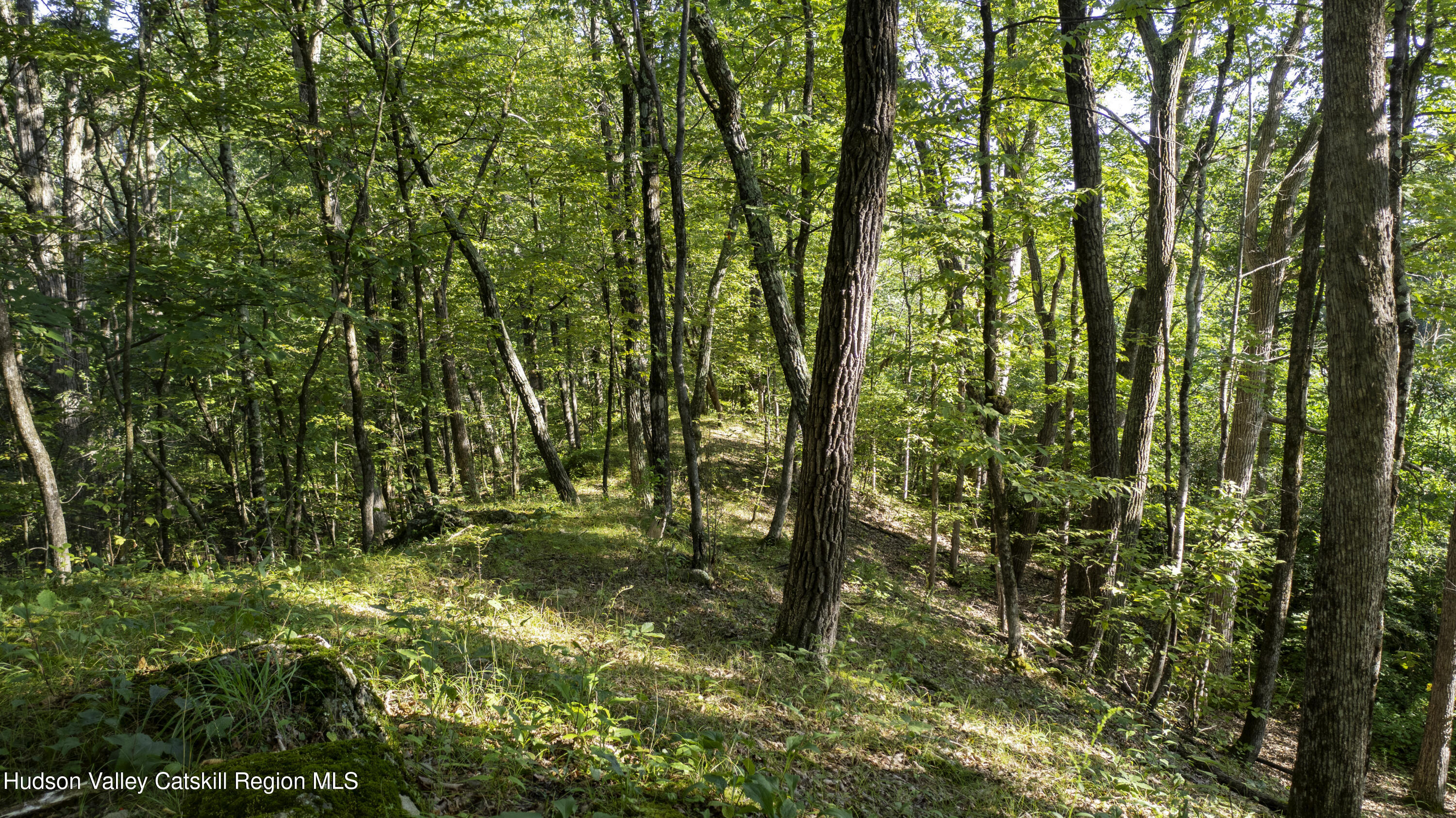 161 Roundtop Road Germantown, NY 12526 - Photo 8 of 9 a backyard of a house with lots of green space