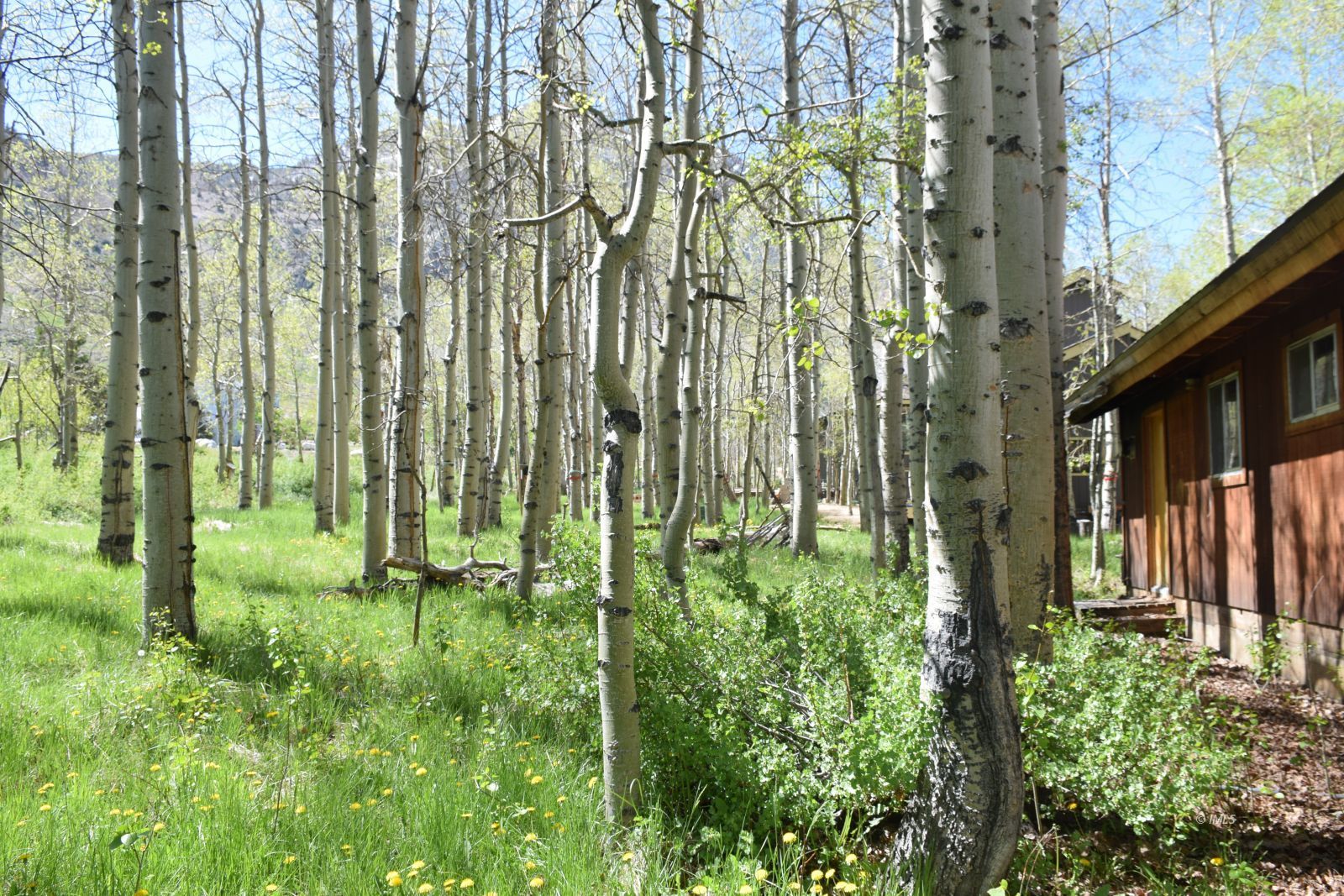 140 Iris Bishop, CA 93514 - Photo 3 of 19 a view of outdoor space and yard