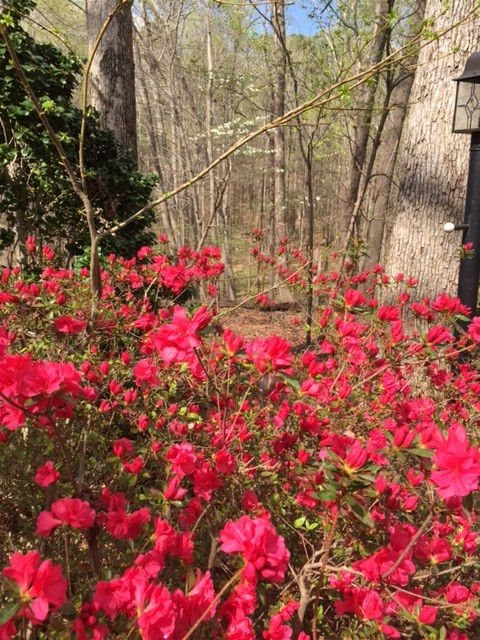8600 Valley Brook Drive Raleigh, NC 27613 - Photo 24 of 25 Spring color - and many more to enjoy.