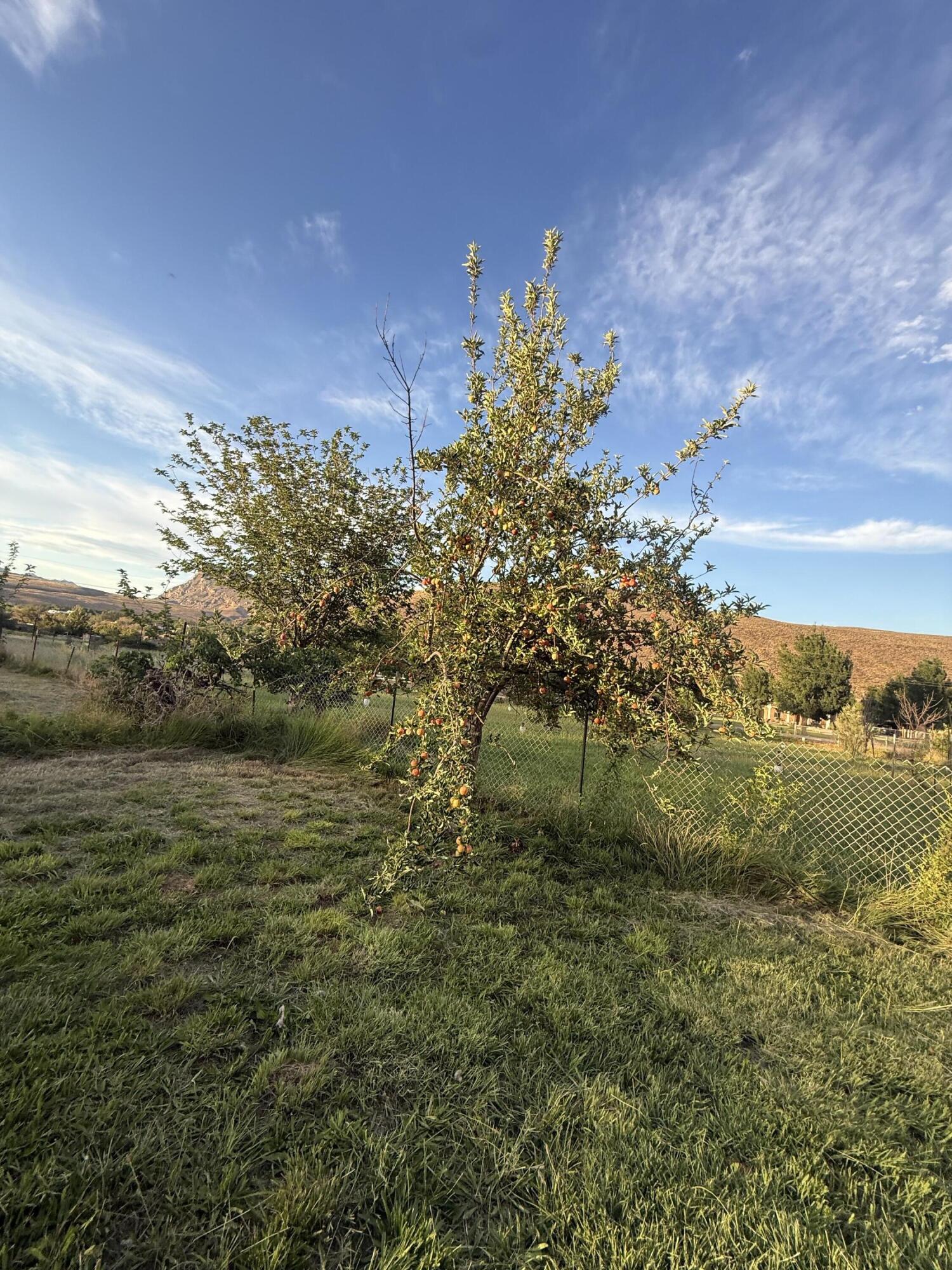 596 South Westfield Road Toquerville, UT 84774 - Photo 9 of 12 IMG_3753