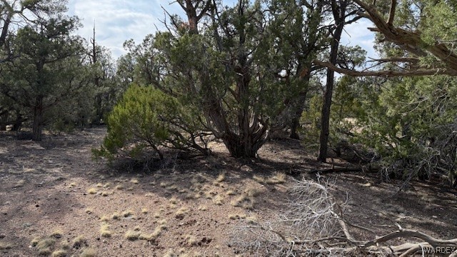 373 Spotted Colt Road Seligman, AZ 86337 - Photo 5 of 19 Other