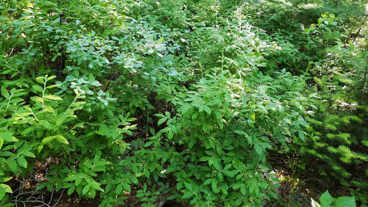 0 Bilodeau Road, Unit LOT 7 Island Pond, VT 05846 - Photo 5 of 10 Gallery Image 5
