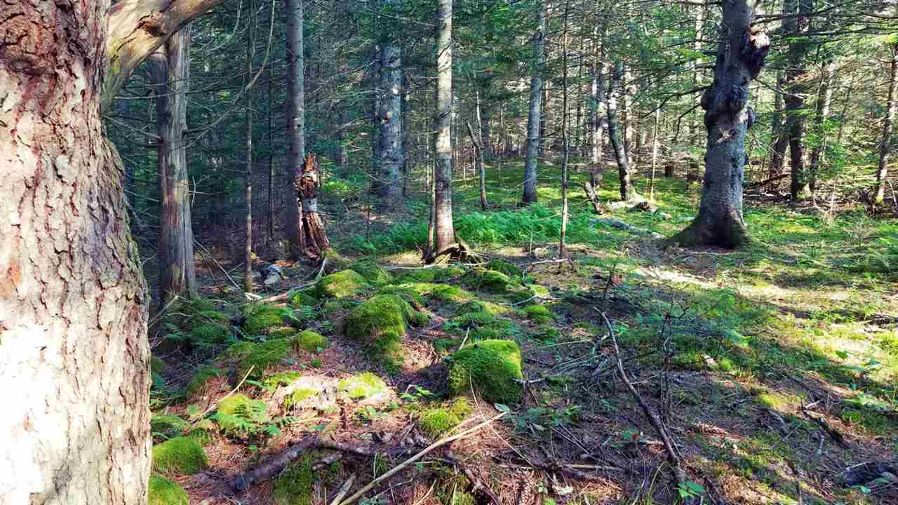 0 Bilodeau Road, Unit LOT 7 Island Pond, VT 05846 - Photo 7 of 10 Gallery Image 7