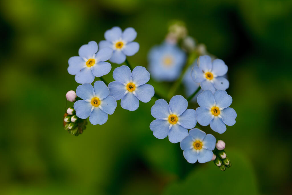 2013 Parmachenee Road Oquossoc, ME 04964 - Photo 29 of 64 Bosebuck (10 of 34)