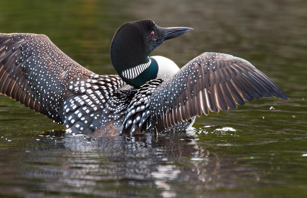 2013 Parmachenee Road Oquossoc, ME 04964 - Photo 47 of 64 Bosebuck (6 of 34)