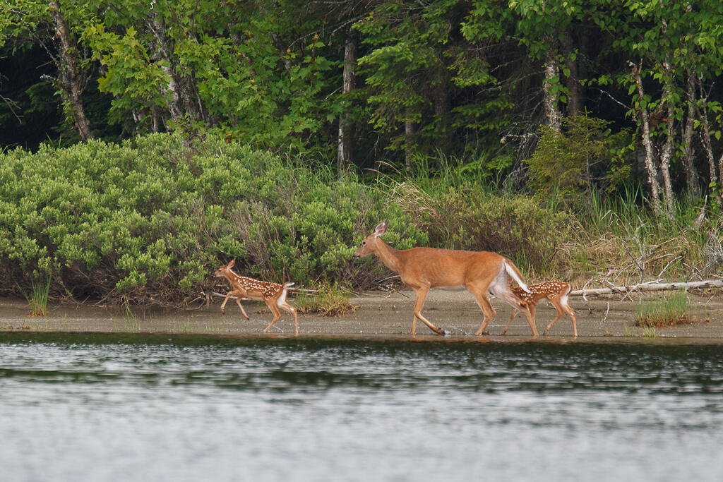 2013 Parmachenee Road Oquossoc, ME 04964 - Photo 48 of 64 Bosebuck (24 of 34)