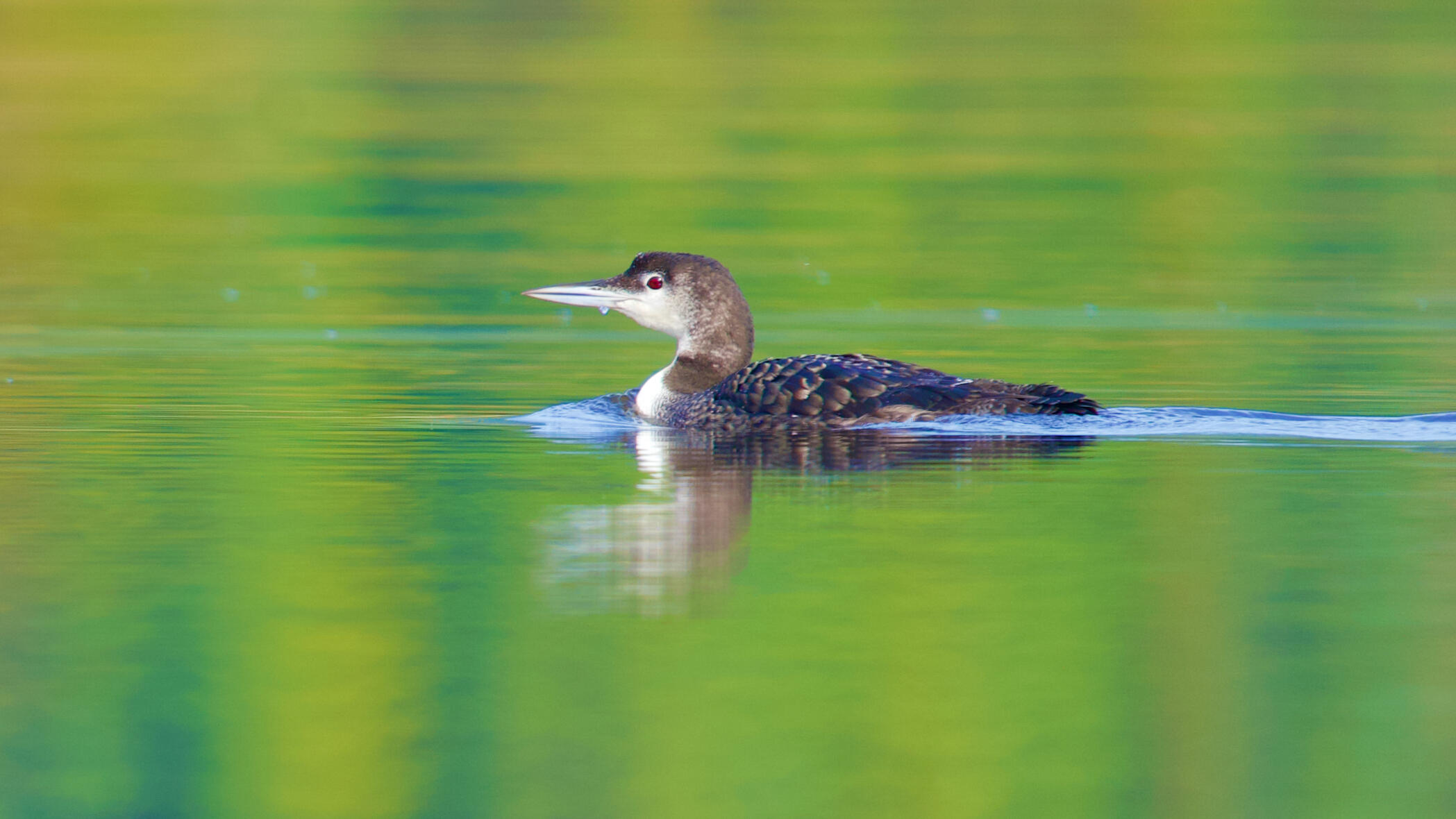 2013 Parmachenee Road Oquossoc, ME 04964 - Photo 49 of 64 Bosebuck 5