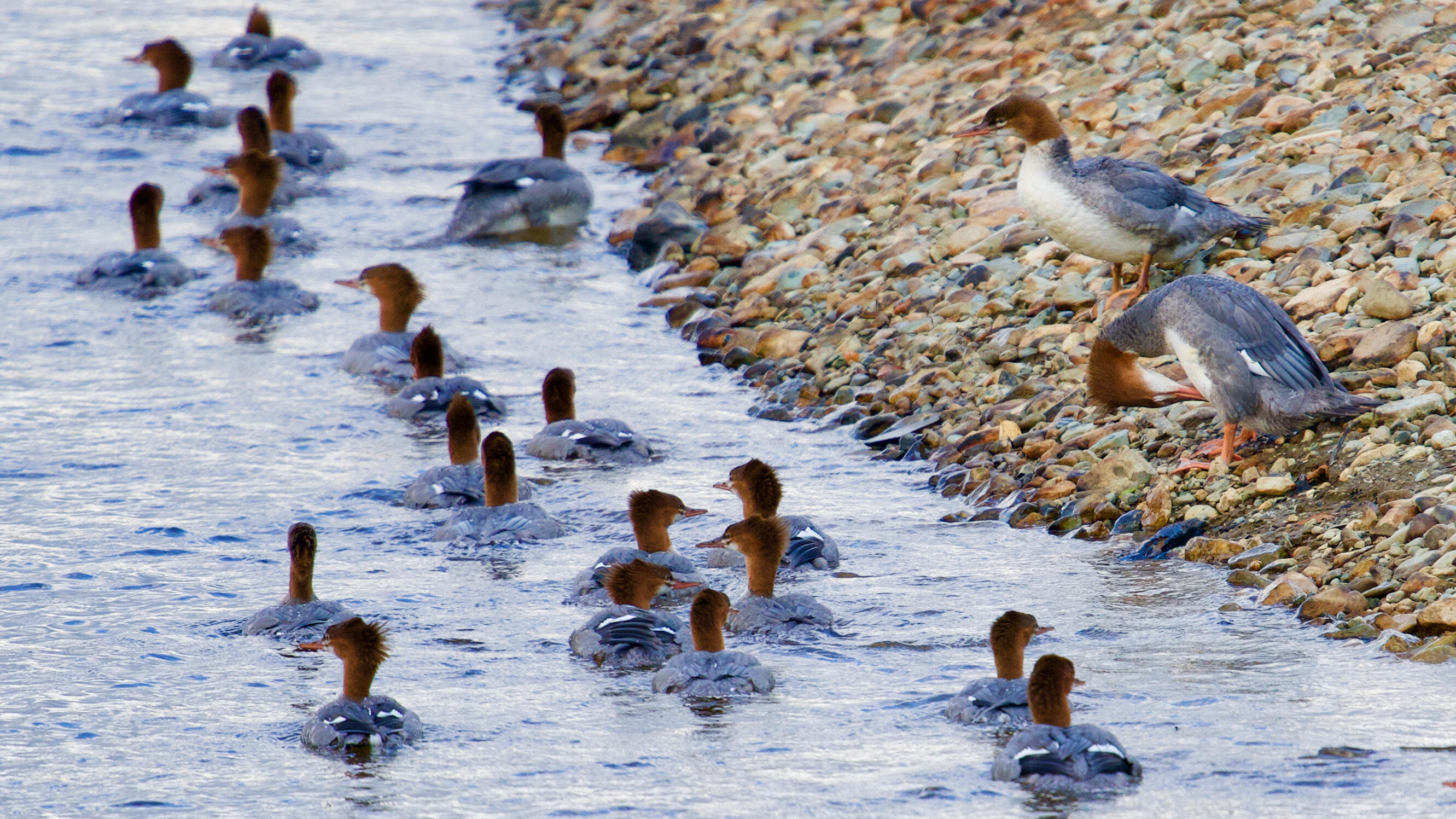 2013 Parmachenee Road Oquossoc, ME 04964 - Photo 50 of 64 Bosebuck 7