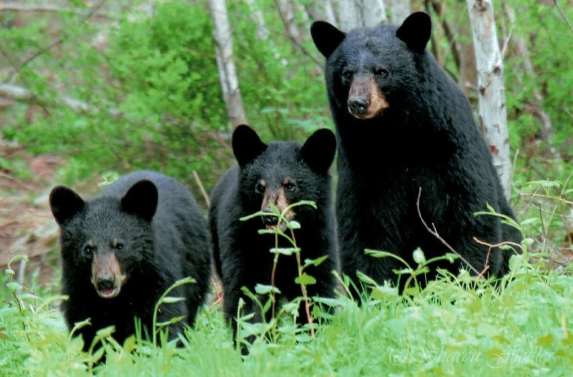 2013 Parmachenee Road Oquossoc, ME 04964 - Photo 54 of 64 ii