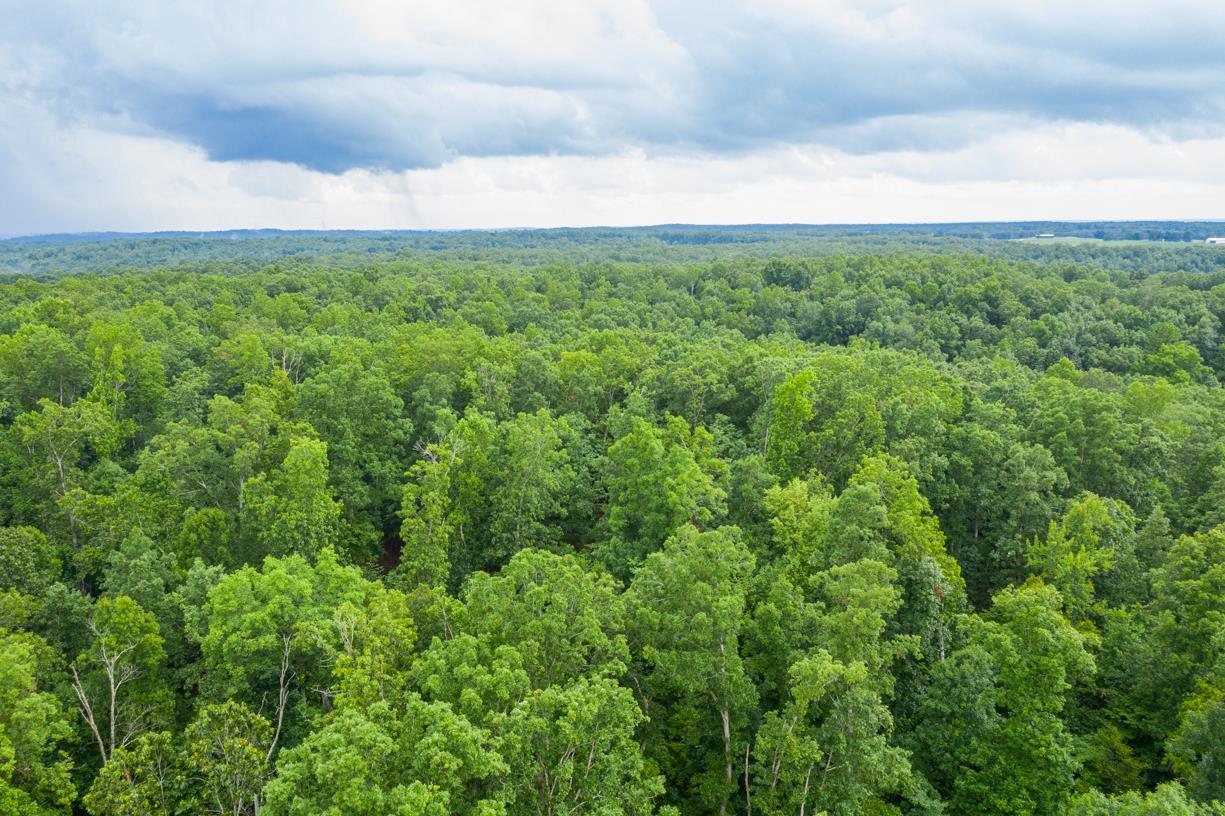 6407 Tom Rail Road Primm Springs, TN 38476 - Photo 23 of 23 a view of a big yard with plants and large trees