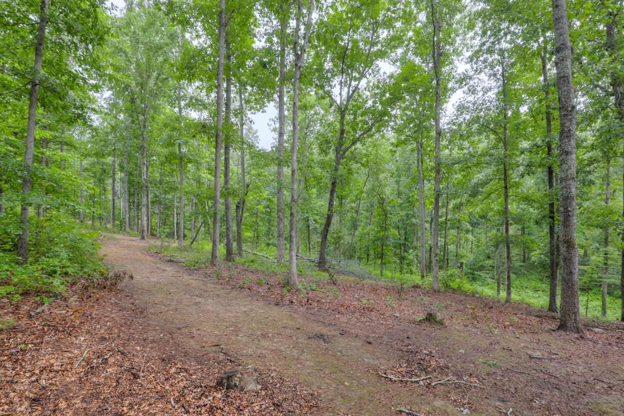 6407 Tom Rail Road Primm Springs, TN 38476 - Photo 8 of 23 a view of a forest with trees in the background