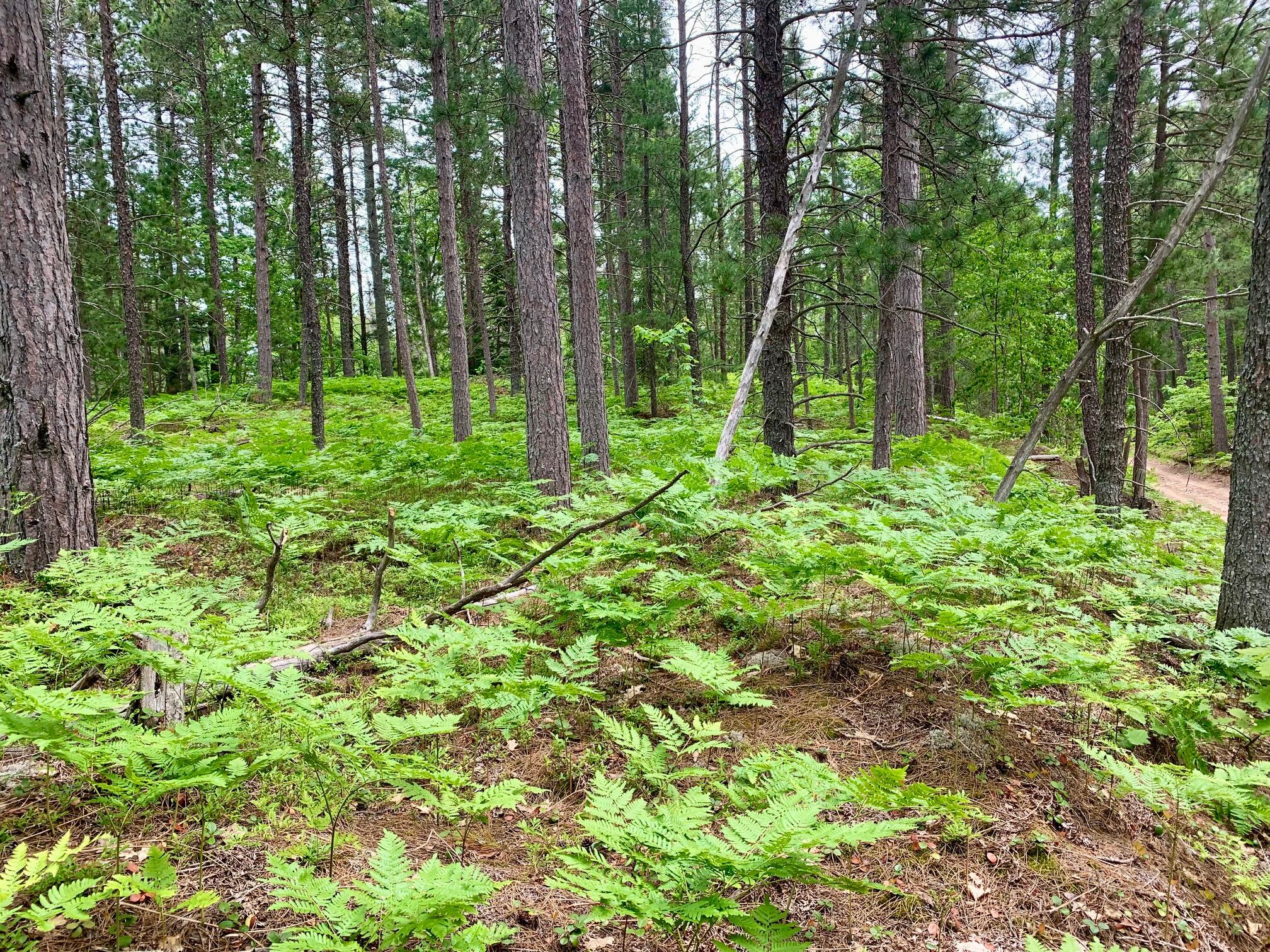 0 West Betsy River Road Paradise, MI 49768 - Photo 3 of 9 Gallery Image 3