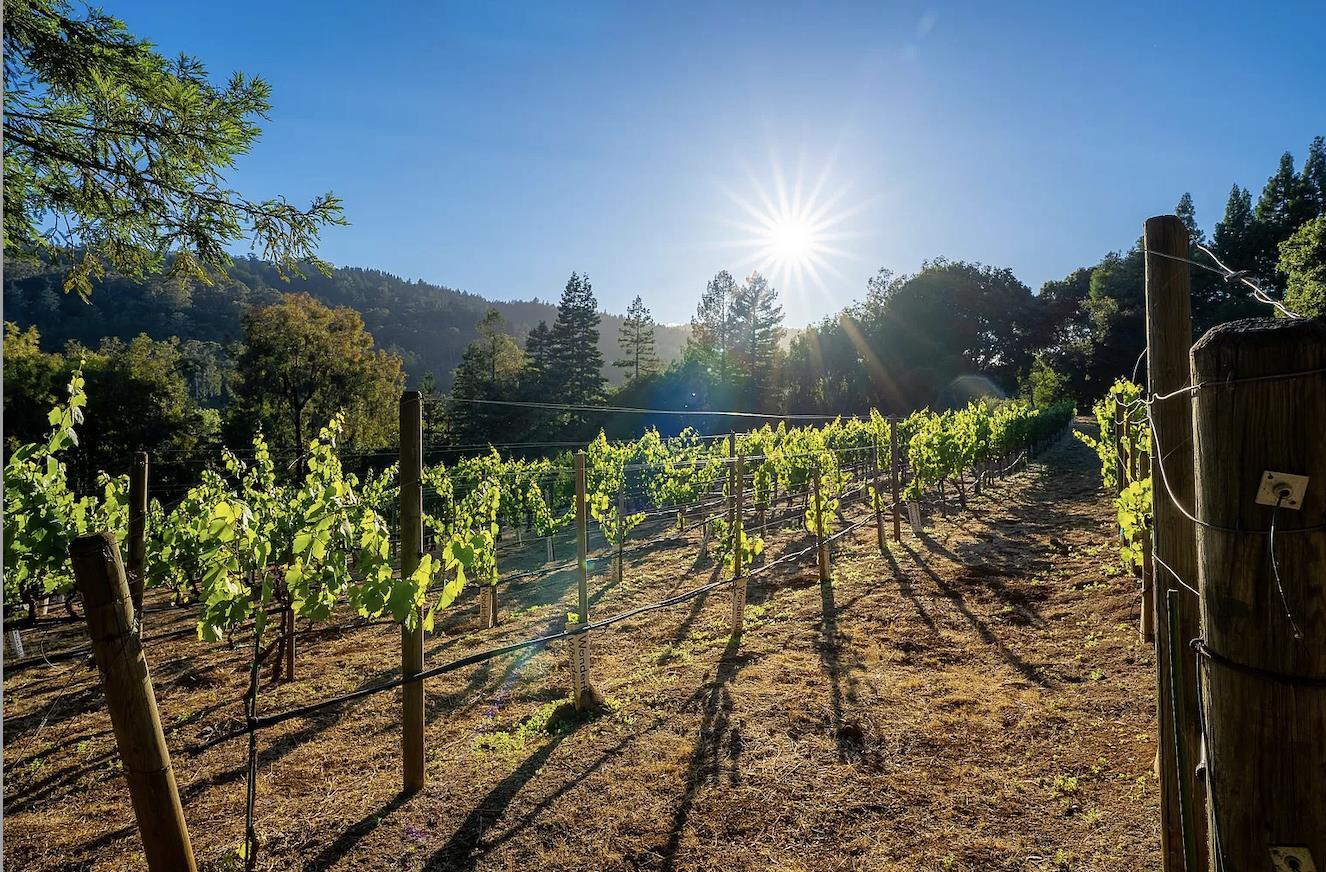 12 Vineyard Hill Road Woodside, CA 94062 - Photo 18 of 21 a view of a yard