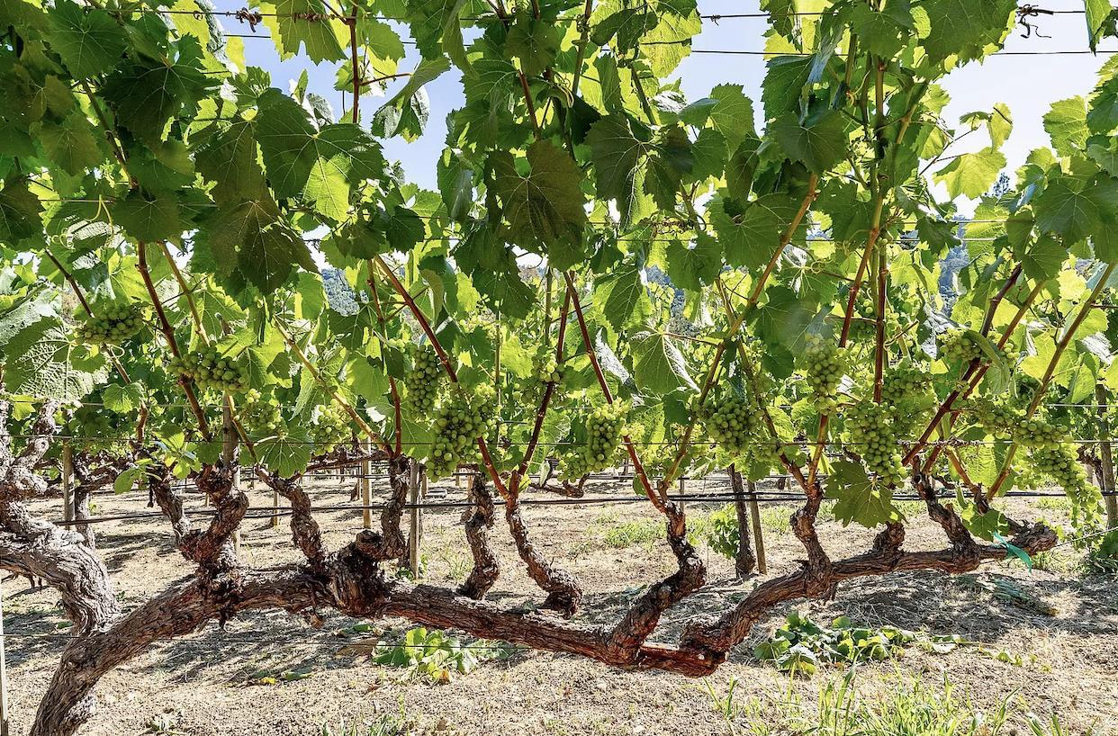 12 Vineyard Hill Road Woodside, CA 94062 - Photo 19 of 21 a view of tree