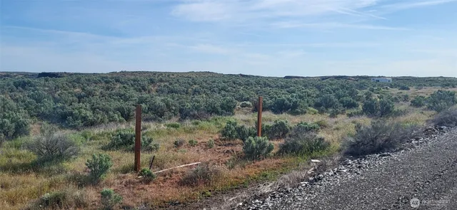 a view of a forest with trees in the background