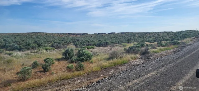 a view of a dry yard with green space