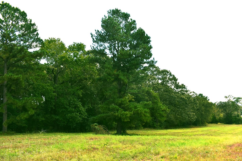 0 Happy Acres Road Palestine, TX 75803 - Photo 3 of 15