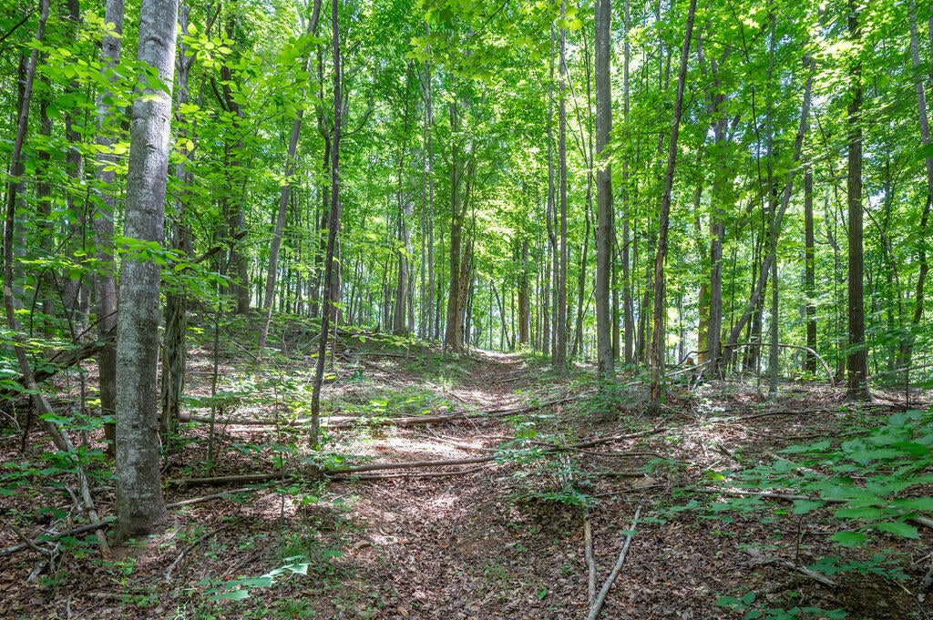 72-acres Trot Valley Road Stuart, VA 24171 - Photo 23 of 31 Gallery Image 23