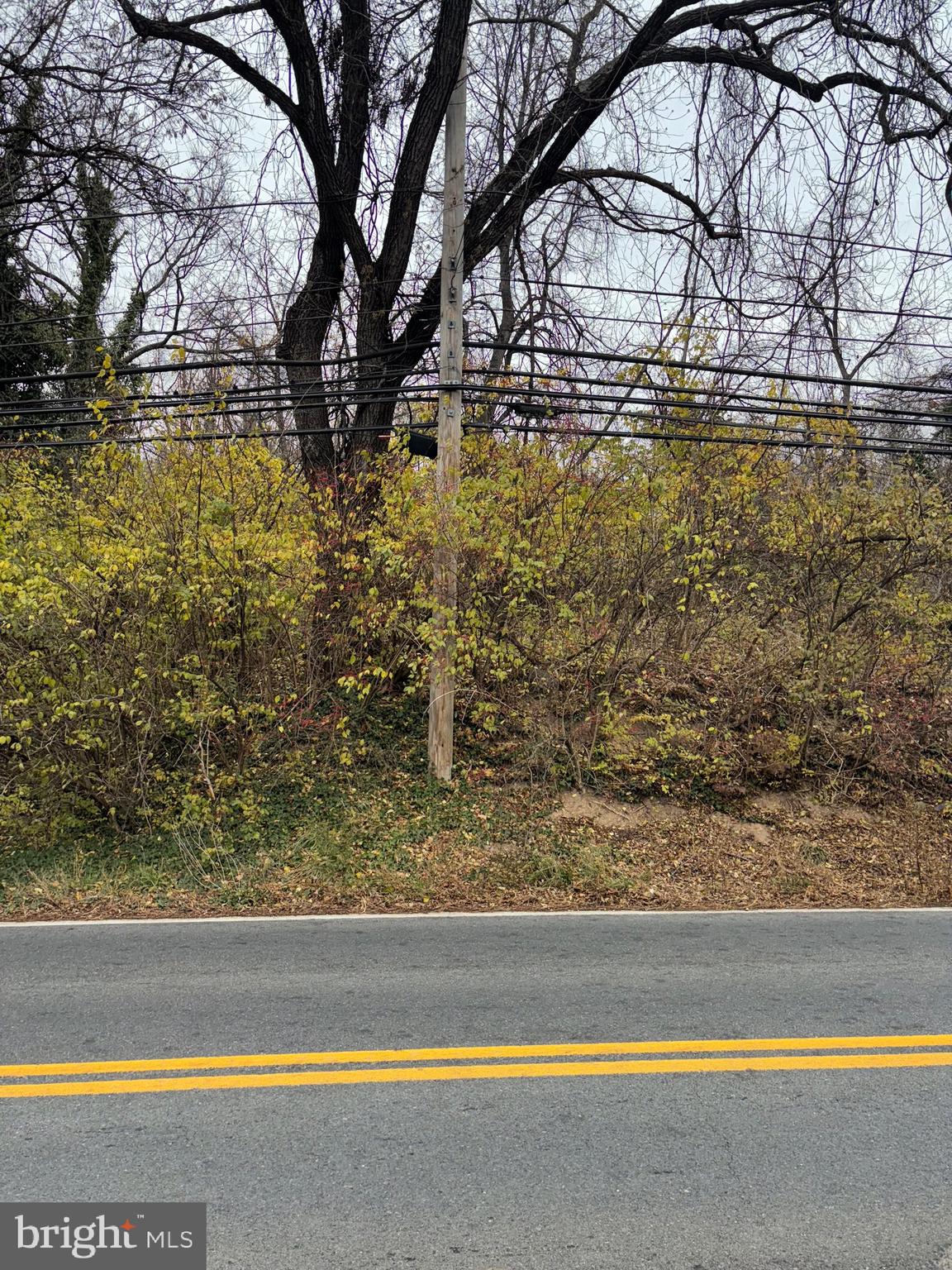 23529 Frederick Road Clarksburg, MD 20871 - Photo 2 of 13 a view of yard with large tree