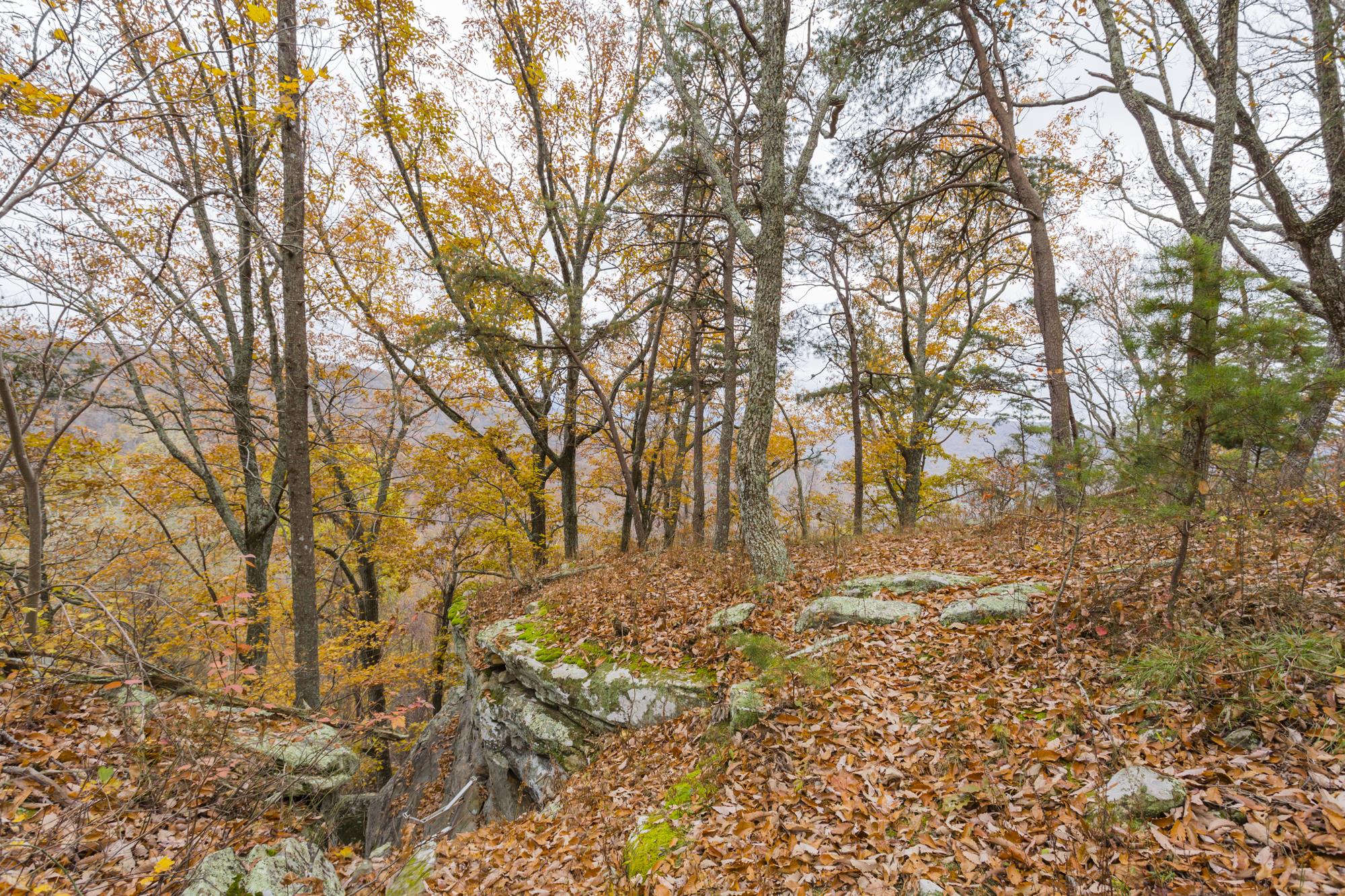 131 Roth Point Road Altamont, TN 37301 - Photo 27 of 30 The two beautiful adjoining lots that total 4.1 acres