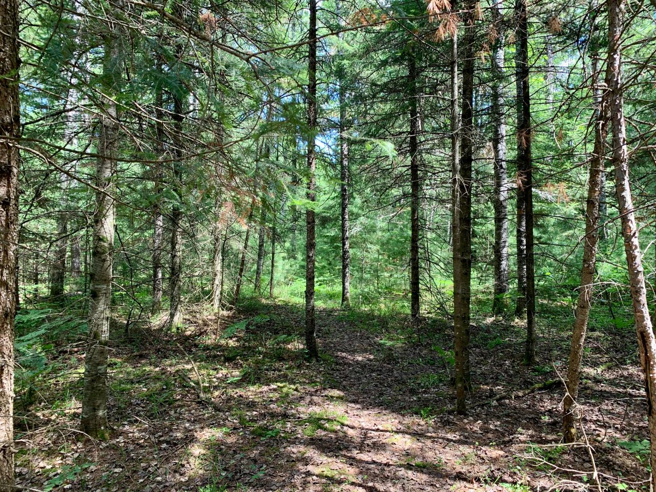 On Burnt Bridge Road, Unit LOT 2 St. Germain, WI 54558 - Photo 14 of 15 Gallery Image 14