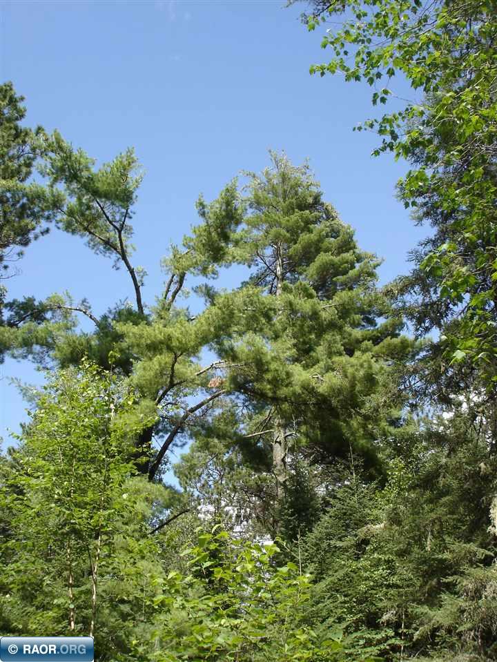 Xxxx Xxxx Rivers Road Tower, MN 55790 - Photo 11 of 12