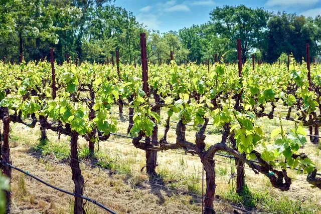 $4,995,000 | 21000 8th Street East, Sonoma, CA 95476