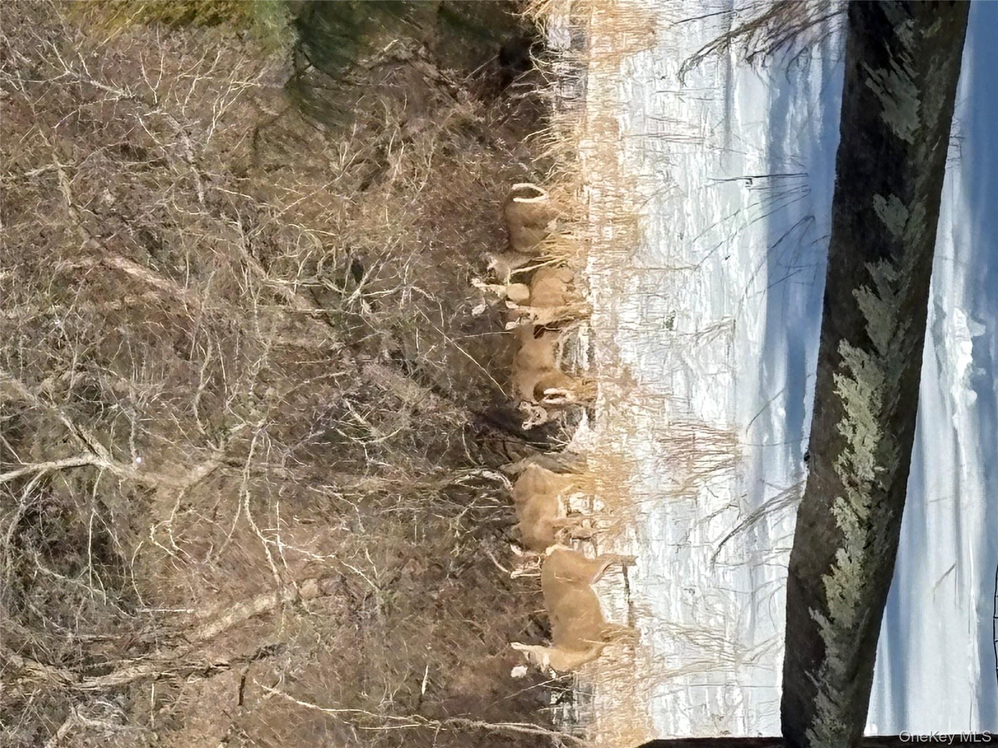 58 Coram Swezeytown Road Middle Island, NY 11953 - Photo 20 of 26 a view of yard with wooden floor