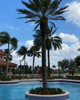 a palm tree sitting in front of a yard with palm trees