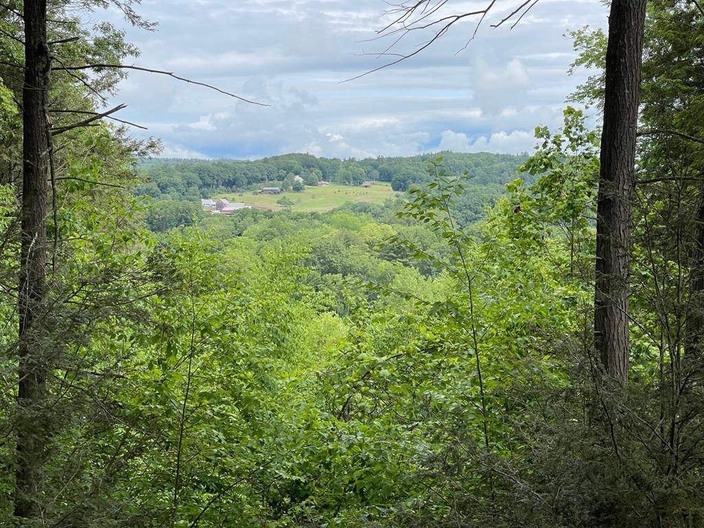 105 Webber Road Haydenville, MA 01039 - Photo 1 of 2 a view of a big yard with plants and large trees