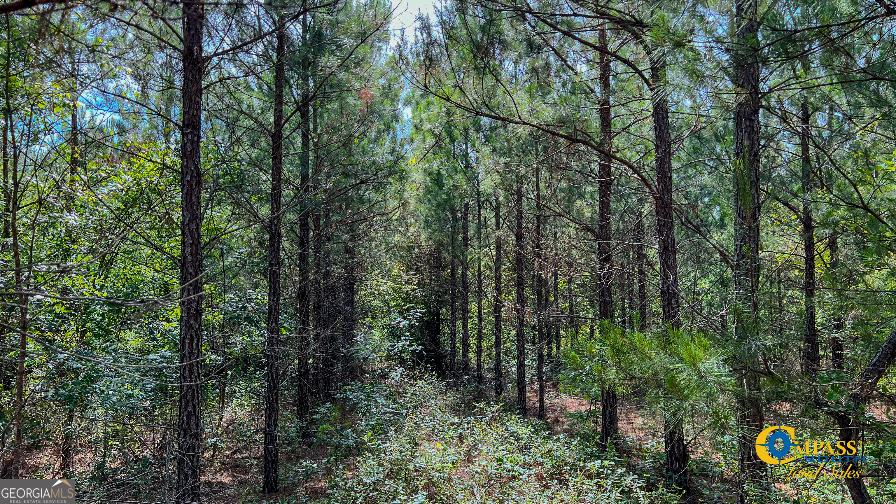 0 Miller Road West Mauk, GA 31058 - Photo 4 of 5