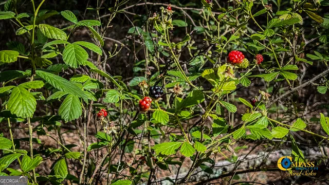 $106,400 | 0 Miller Road West, Mauk, GA 31058