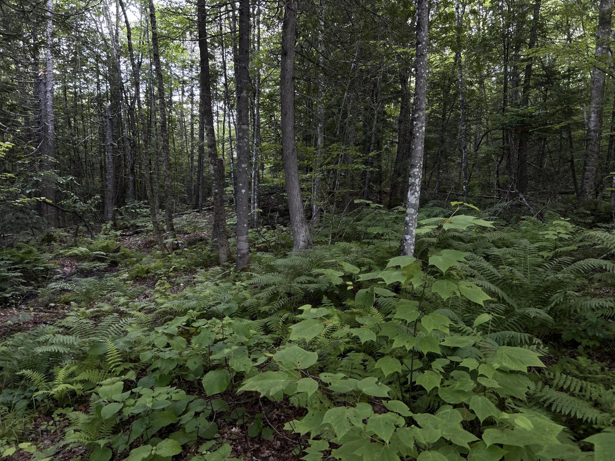 24a Anson Valley Road New Vineyard, ME 04956 - Photo 64 of 93 IMG_4889