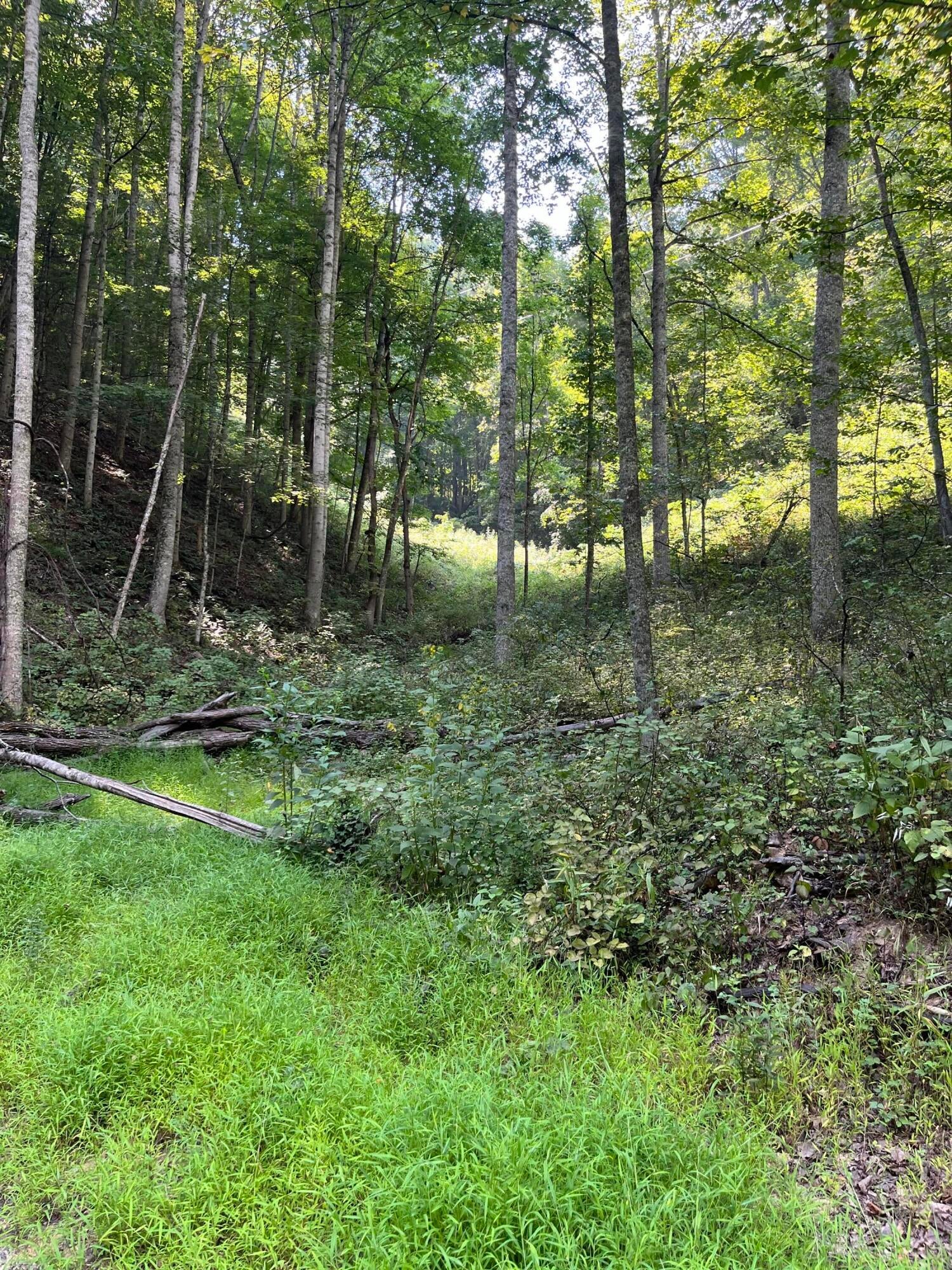 Lot 3 Ellison Ridge Road Jumping Branch, WV 25969 - Photo 3 of 6 Gallery Image 3