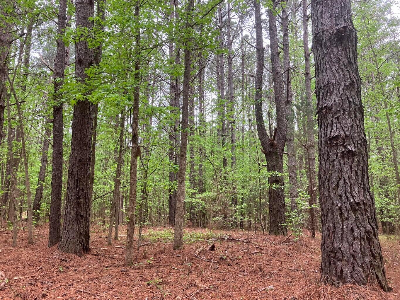 0 Gales Road Appling, GA 30802 - Photo 4 of 9 20240410161112695246000000-o